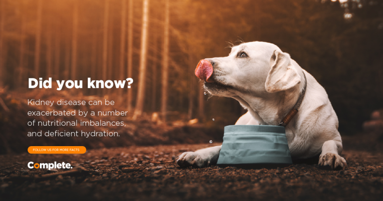 Incorrect food for dogs