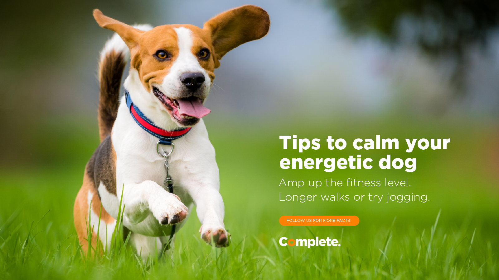 Energetic Dogs Complete Pet Foods