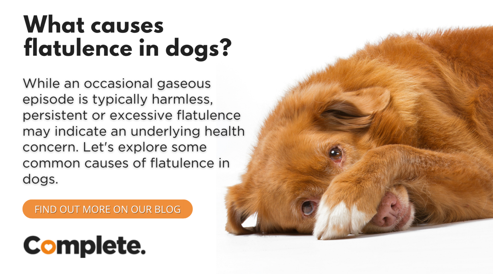 WHAT CAUSES FLATULENCE IN DOGS? Complete Pet Foods