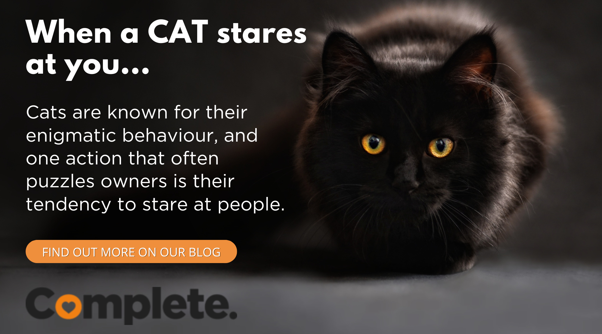 Why Do Cats Stare at You: Surprising Reasons Unveiled