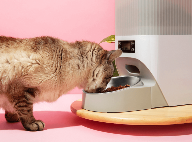 Cat eating measured portion of dry food from an automatic feeder
