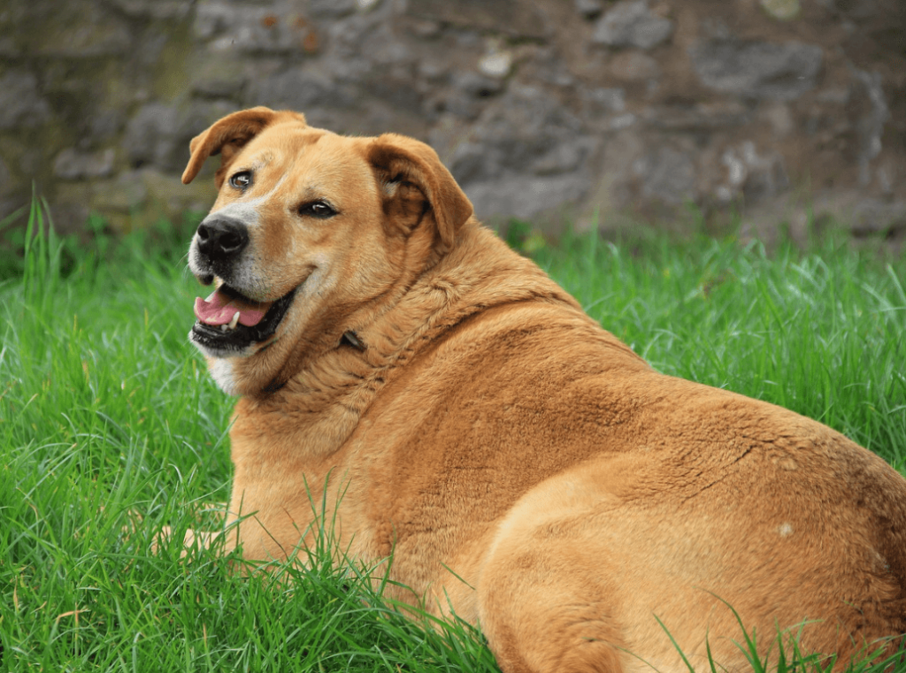 Overweight dog resting on grass