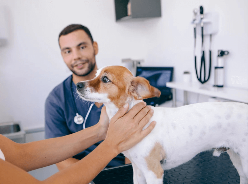 Dog being examined by a veterinarian during a routine health check