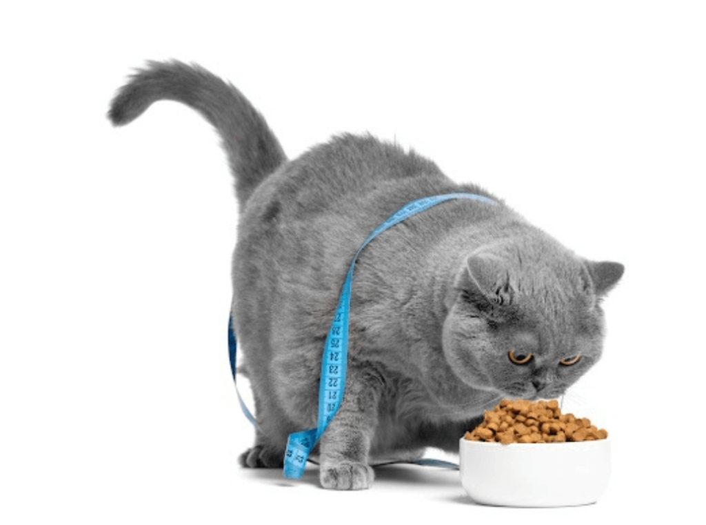 Overweight cat with measuring tape around body eating dry food
