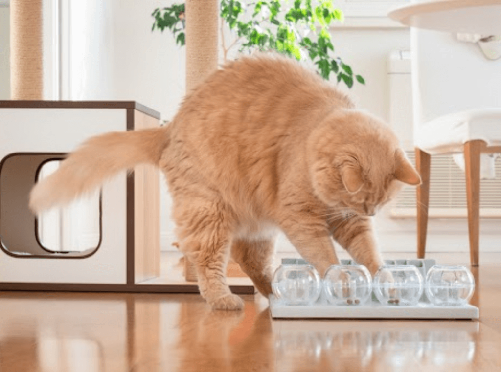 Cat using an enrichment feeding puzzle to slow down eating