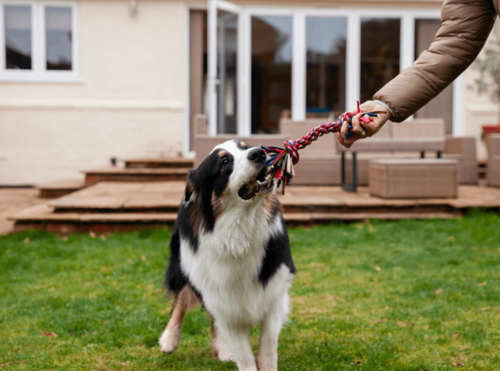 Dog playing tug-of-war outdoors