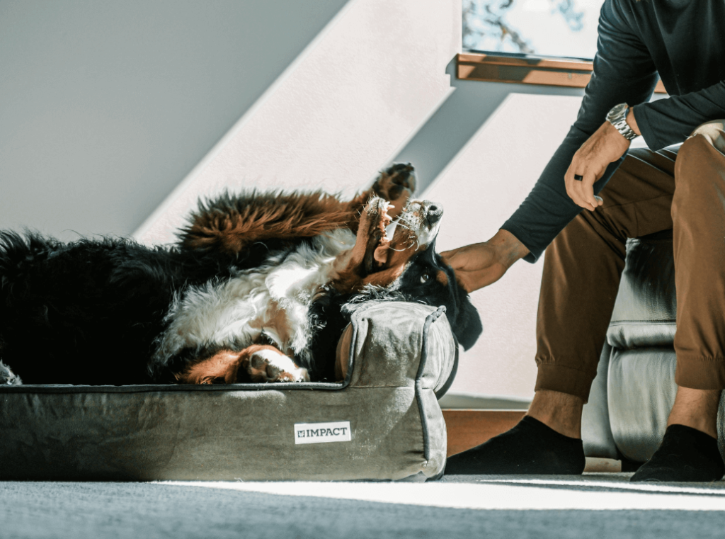 A large dog lying on its back in a dog bed, enjoying attention from its owner.