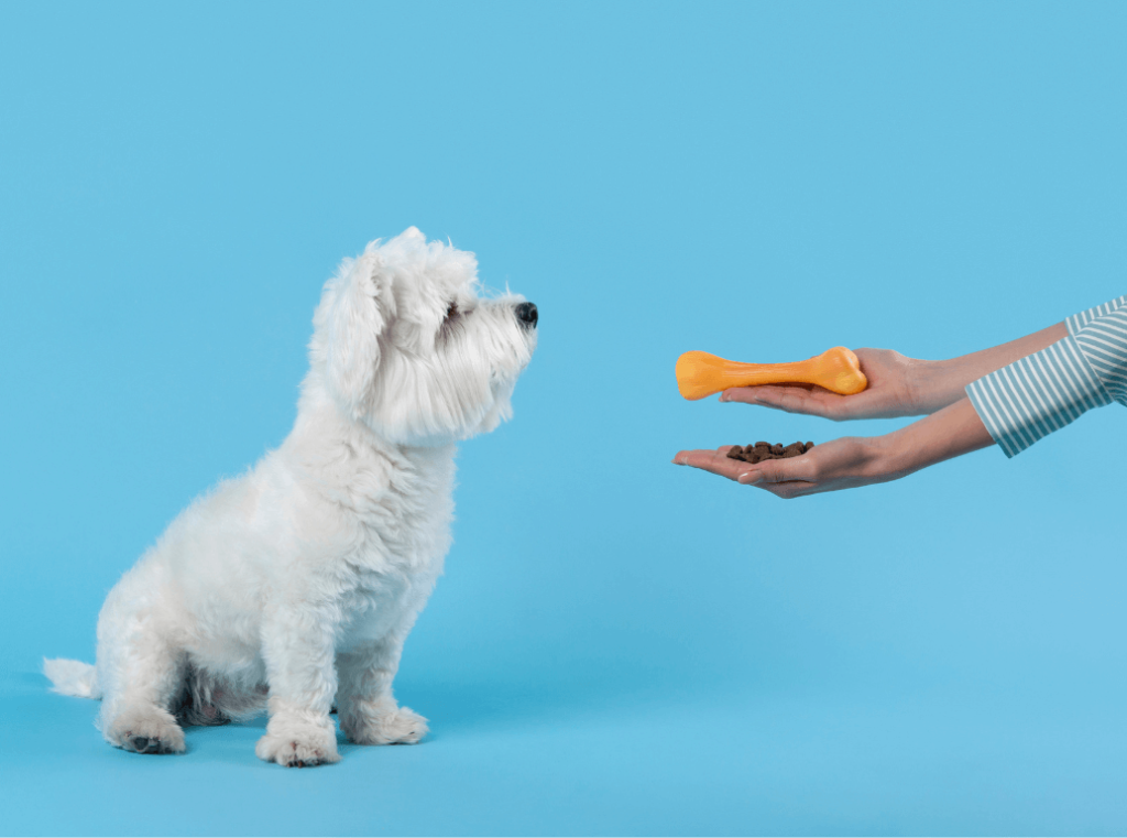 A white dog sitting patiently, being offered a bone toy and a handful of kibble.