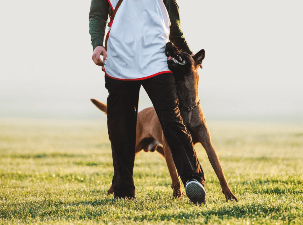 A dog walking attentively beside its owner during an outdoor training session.