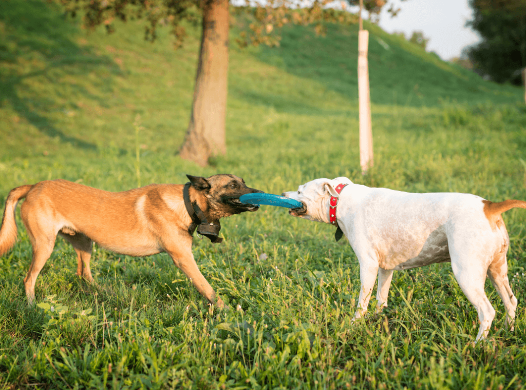 Two dogs playing tug-of-war with a frisbee in a grassy park.
