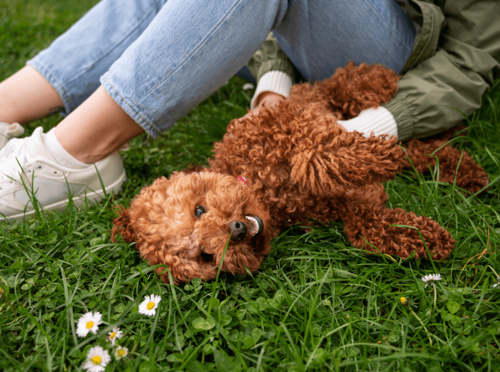  A happy dog rolling on the grass beside its owner