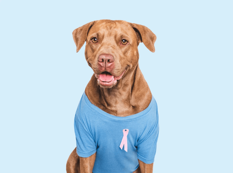 Brown dog wearing a blue shirt with a pink cancer awareness ribbon for Pet Cancer Awareness Month.