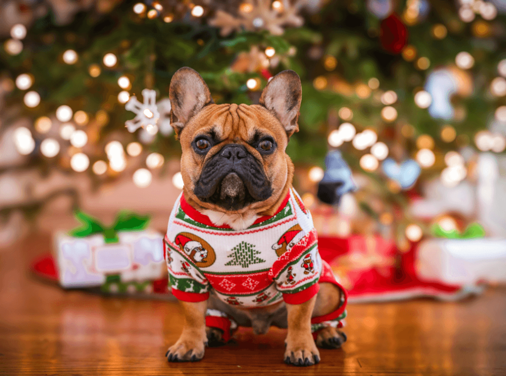 A French Bulldog wearing a festive Christmas sweater in front of a decorated tree with glowing lights and wrapped presents in the background.