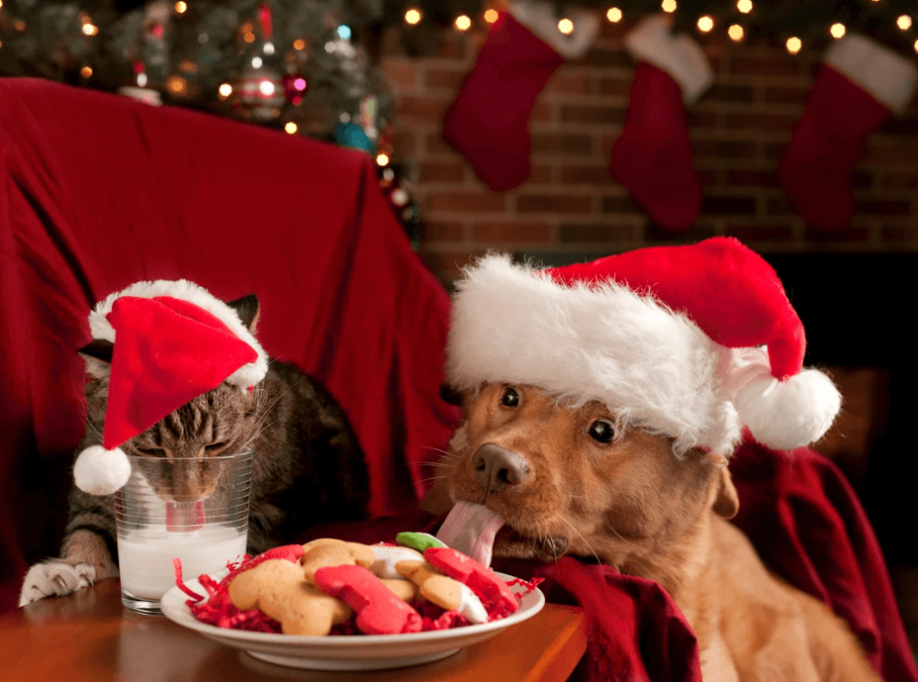 A cat and a dog wearing Santa hats share holiday treats together, with the cat drinking milk and the dog licking colourful biscuits near a Christmas tree.