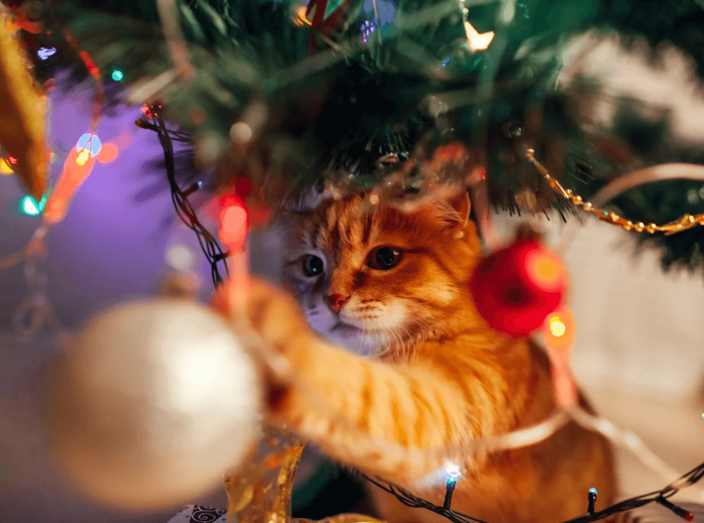 An orange kitten reaches out to play with a shiny bauble under a decorated Christmas tree with lights and ornaments.