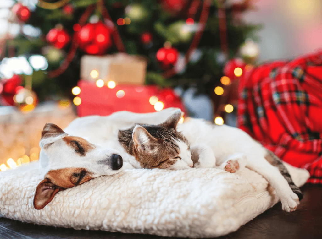 A dog and a cat nap peacefully together on a soft blanket in front of a Christmas tree.
