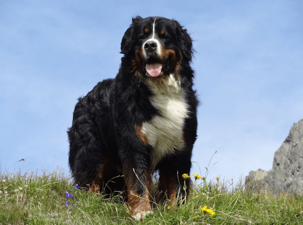 A Bernese Mountain Dog standing on a grassy hill under a blue sky.