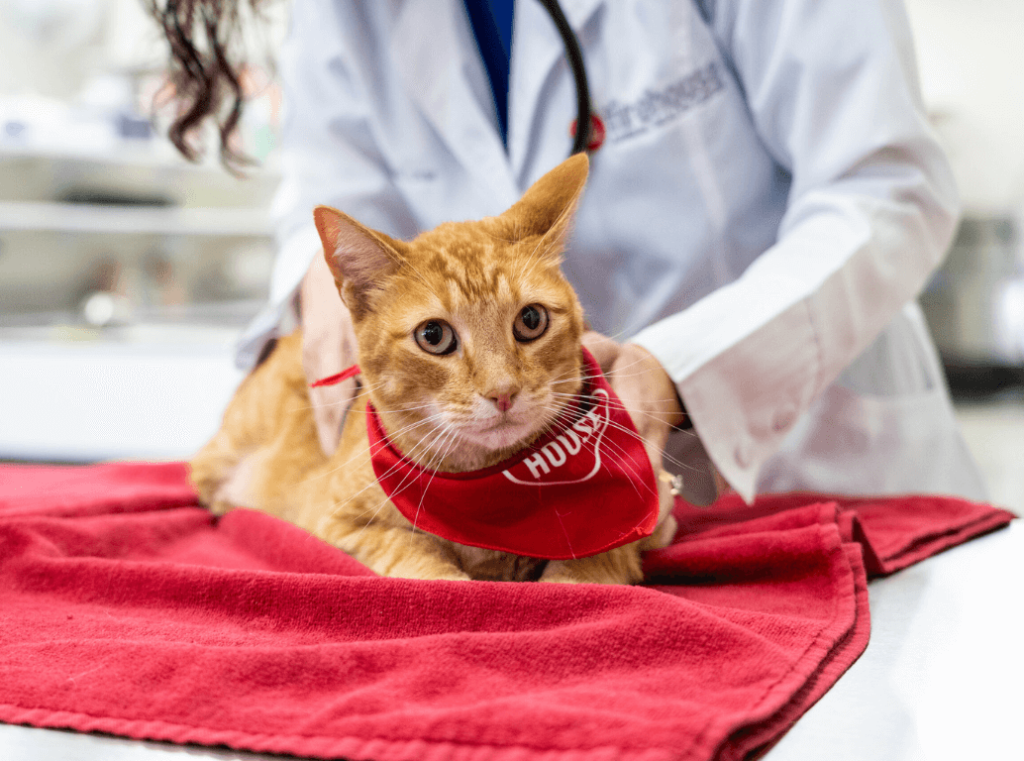 An orange cat wearing a red bandana being examined by a veterinarian