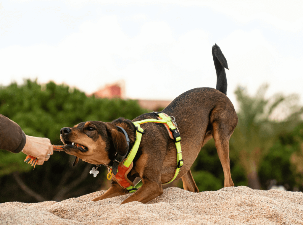 A brown dog wearing a yellow harness playing tug-of-war with its owner outdoors