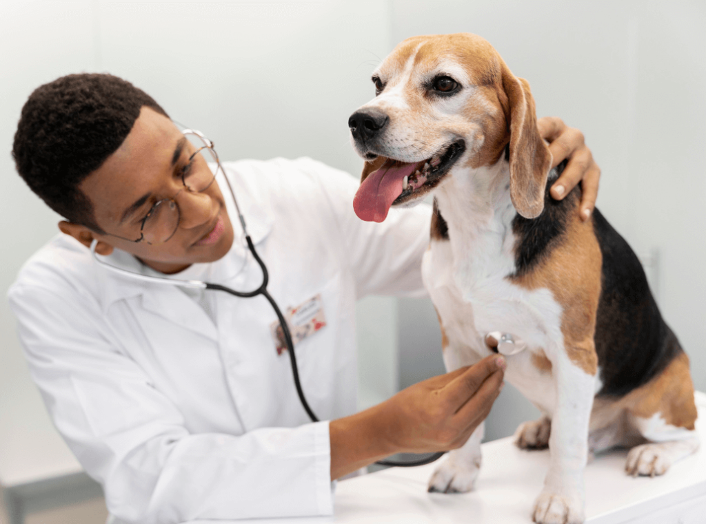 A veterinarian using a stethoscope to check a beagle’s heartbeat during a routine exam